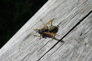 First aid advice for wasp and bee stings