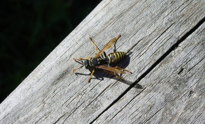 First aid advice for wasp and bee stings
